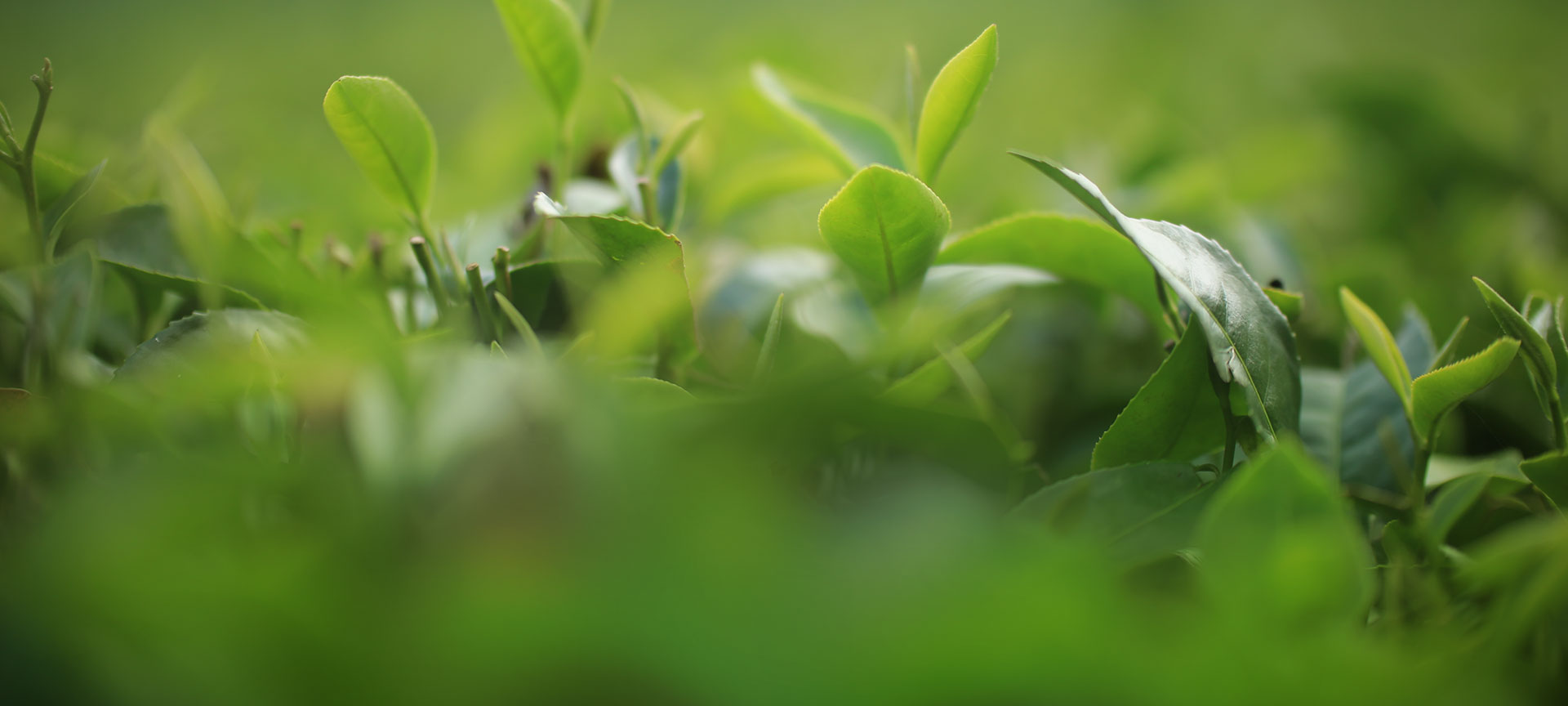 胡亦锋•一答一问｜一答 熟茶用（春茶古树）来发酵成本究竟有多高； 一问：熟茶压制前，为什么还要潮水？